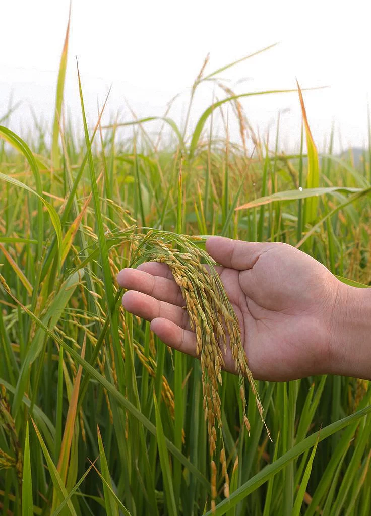 RNR Rice – V H Traders